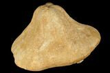 Miocene Fossil Echinoid (Clypeaster) - Taza, Morocco #174369-3